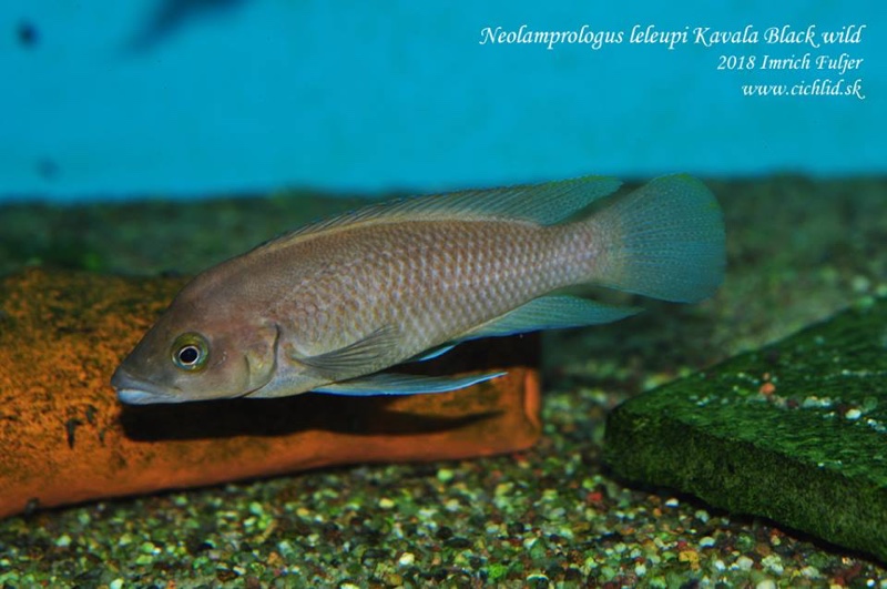 Neolamprologus leleupi 'Bilila (Kavala) Island'